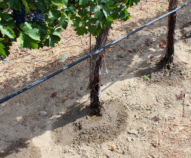 Drip irrigation at a Vineyard